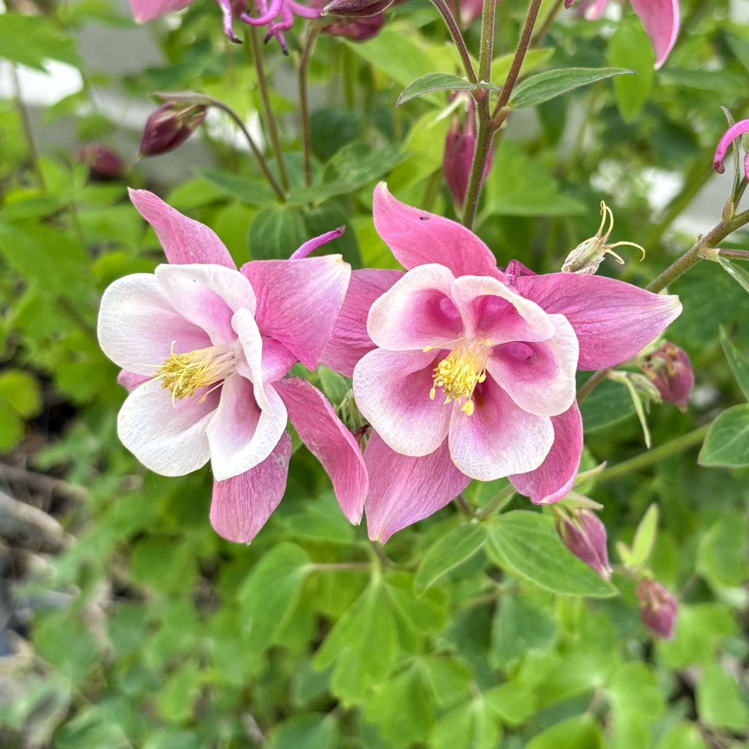 Akileija ‘Spring Magic Rose & White’